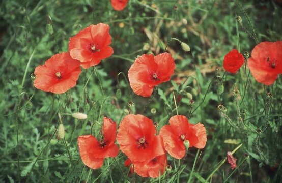 Red flowers