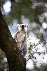 Fototapeta premium Ring-tailed lemur clinging to a tree trunk and looking up into the forest canopy at a wildlife sanctuary on the Garden Route, South Africa