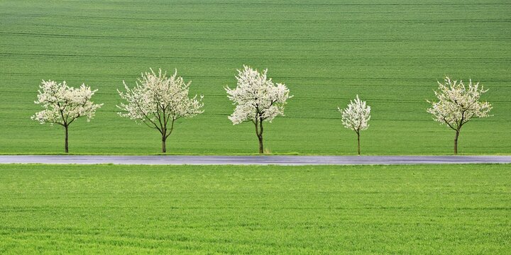 Blossoming cherry trees on a country road, R&uuml;hler Schweiz, Bodenwerder, Vogler, Weser Uplands, Lower Saxony, Germany