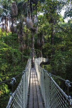 Hanging bridge in the Zoo of Cayenne, French Guiana