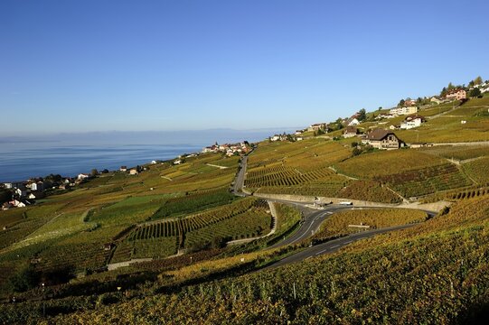 The vineyards of Lavaux on Lake Geneva, Canton of Vaud, Switzerland