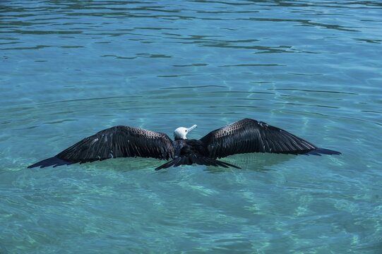 Magnificent frigatebird (Fregata magnificens) in water, Isla Espiritu Santo, Baja California, Mexico
