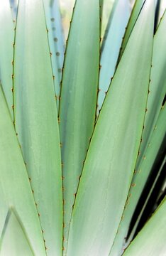 Agave