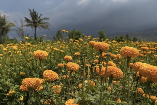 Field with tagetes flowers (Tagetes), planted for offerings, Bali, Indonesia