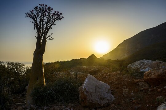 Bottle Tree (Adenium obesum) in bloom, endemic species, Socotra, Yemen