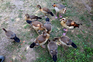 Nilgänse suchen Futter auf einer trockenen Wiese © christiane65