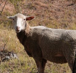 Sheep Looking at the Camera in a Dry Grassy Field © Noelia