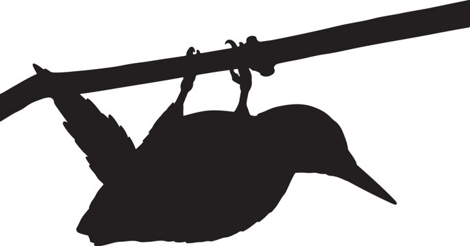 Red-bellied Woodpecker silhouette collection vector bird wildlife design.