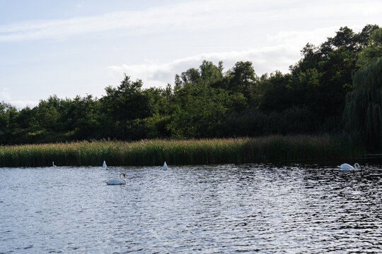 Mute swan birds Cygnus olor swim peaceful water river forest landscape