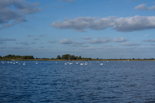 Mute swan cygnus olor group swim on calm lake water nature landscape