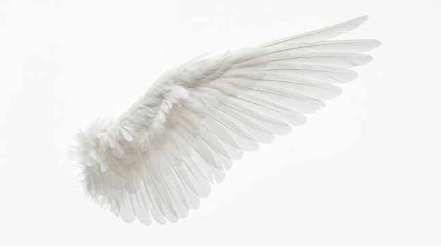 Single white feathered wing with detailed plumages