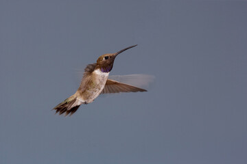 Fototapeta premium Black-chinned hummingbird in flight