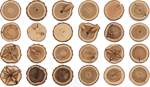 Assorted wood slices with visible grain and bark textures on a white background vector illustration