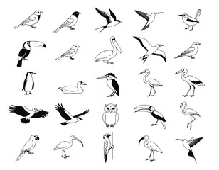 Fototapeta premium Set of various wild bird species in minimalist black and white vector