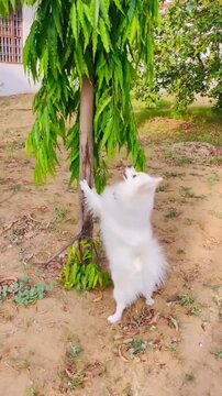 A playful white Pomeranian dog jumping up on a tree trunk in the garden