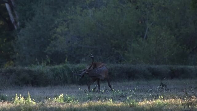 Brame du Cerf 2026 &agrave; Chambord