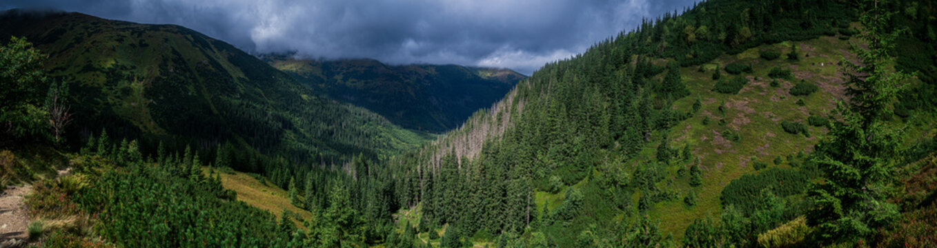 Mountain landscape with dense pine forest under cloudy sky