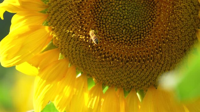 Macro of a honeybee collecting pollen on a sunflower head