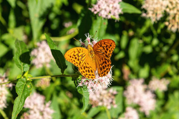 Orange fritillary butterfly feeding on pink flower in garden background © K. Yeudakimava
