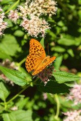 Orange fritillary butterfly resting on pink flower in green foliage © K. Yeudakimava