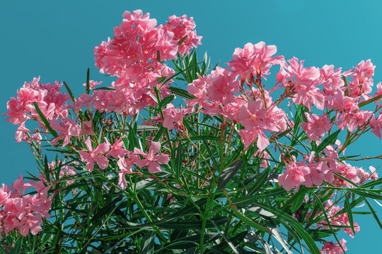 Pink oleander branches blooming under clear blue summer sky daylight