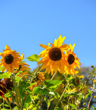 Common sunflowers Helianthus annuus reaching upward beneath clear blue summer sky.
