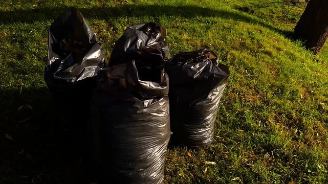 Trash in bags collecting leaves and trash into bags during a community cleanup. Plastic bags containing waste.