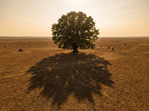 Single ancient tree standing alone in deforested barren landscape, last tree concept, deforestation biodiversity loss, lone tree bare earth environmental destruction concept