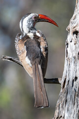 Southern Red-billed Hornbill on a Dead Tree in Oshikoto, Namibia © Ralf