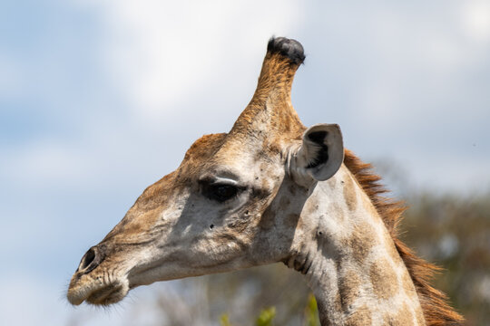 Southern Giraffe Portrait in Oshikoto, Namibia
