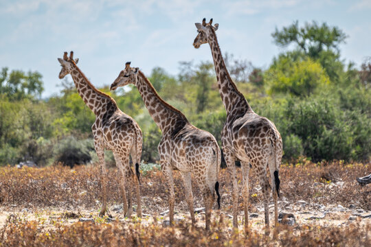 Southern Giraffes in the Savanna of Oshikoto, Namibia
