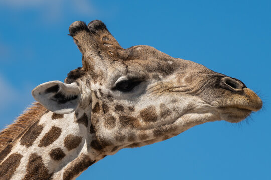 Close-up Portrait of a Giraffe (Giraffa camelopardalis) in Oshikoto, Namibia