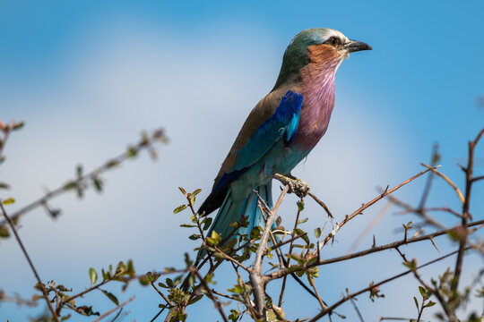 Lilac-breasted Roller Perched on a Branch in Oshikoto, Namibia
