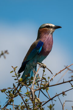 Lilac-breasted Roller Perched on a Branch in Oshikoto, Namibia