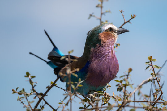Lilac-breasted Roller Perched on a Branch in Oshikoto, Namibia