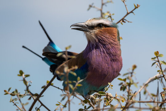 Lilac-breasted Roller Perched on a Branch in Oshikoto, Namibia