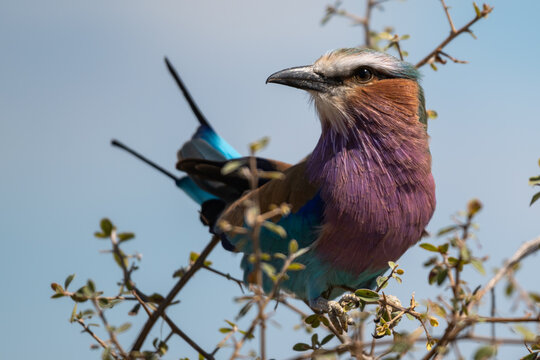 Lilac-breasted Roller Perched on a Branch in Oshikoto, Namibia