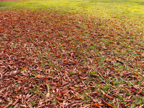 textured background of dry fallen horse chestnut leaves on green grass, perfect as a graphic resource, seasonal backdrop, or natural pattern for autumn design projects.