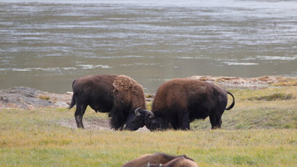 Two bison engage in muddy ground near water. Their horns clash as they push hard against each other. One bison stands tall, head low, muscles tense. The second bison grunts, body low © Mark