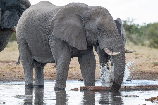 African Elephant Drinking Water in Oshikoto, Namibia