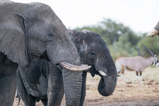 African Elephants and Oryx in Oshikoto, Namibia