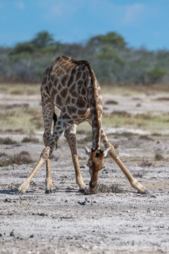 Southern Giraffe Foraging in the Arid Landscape of Oshikoto, Namibia