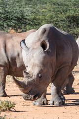 White Rhinoceros Foraging in the Savanna © Ralf