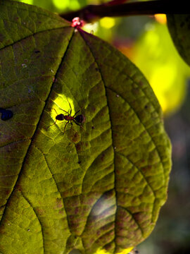 ant on leaf
