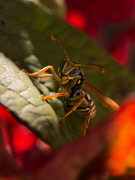 wasp