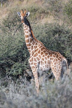 Southern Giraffe in the African Savanna