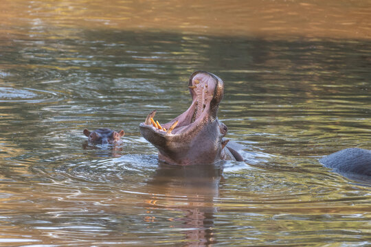 Common Hippopotamus with Open Mouth in River