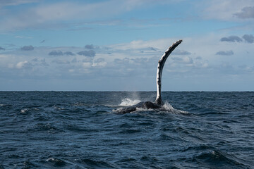 Humpback whale pectoral fin slapping with a curved fin held high over the sea during its winter migration along the Wild Coast, South Africa © Kristof