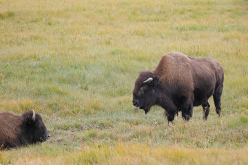 Two bison roam a vast, golden-green field. One stands alert, head lowered. The other rests nearby, curled in grass. Sunlight bathes the meadow in warm tones © Mark