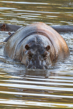 Common Hippopotamus Emerging from Water